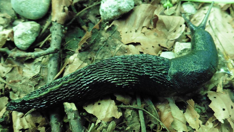 Limax cinereoniger da Baden/Svizzera